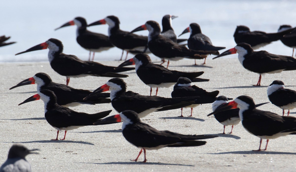 Black Skimmer - ML338593951