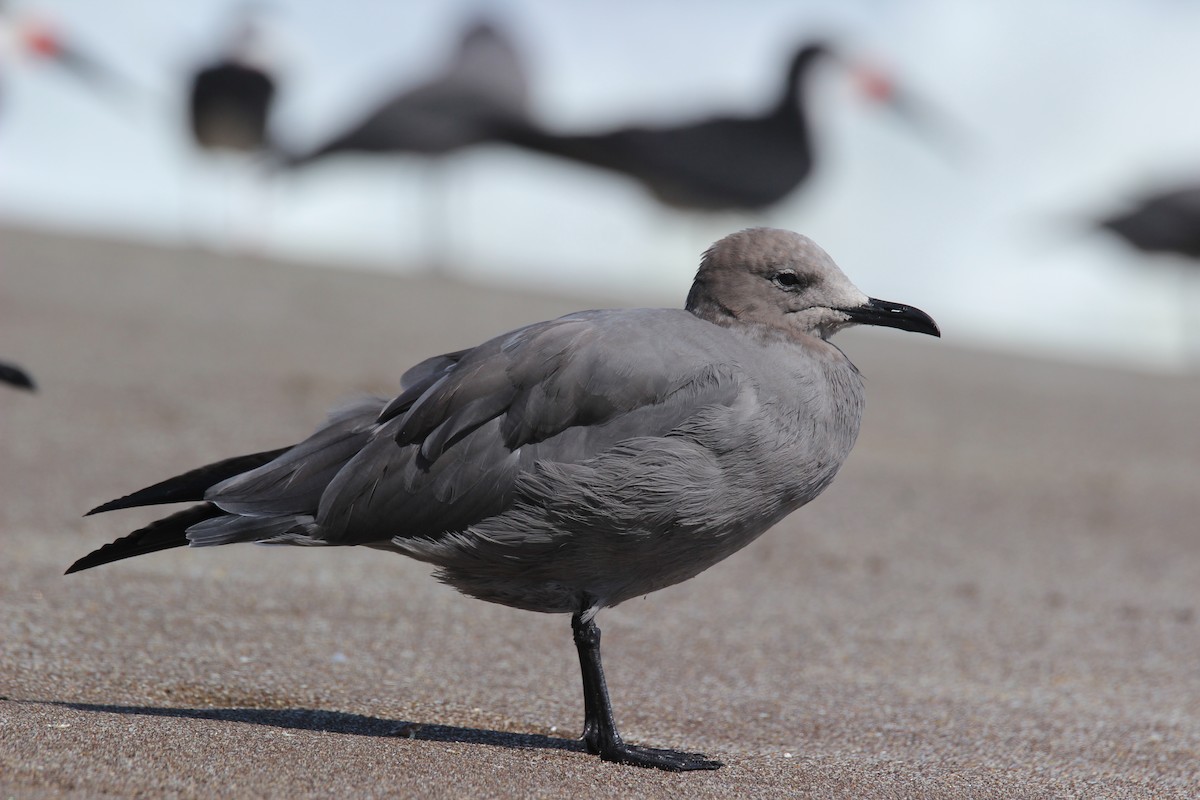 Gray Gull - ML338594371