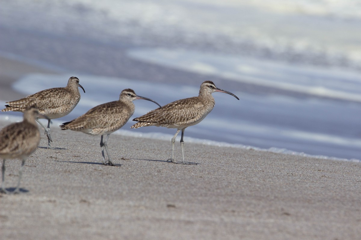 Whimbrel - Francisco  Iriondo Cuevas