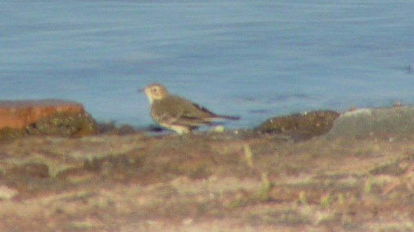American Pipit - ML33859471