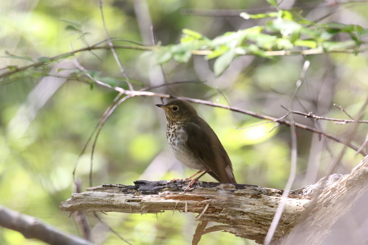 Swainson's Thrush - Andy Sanford