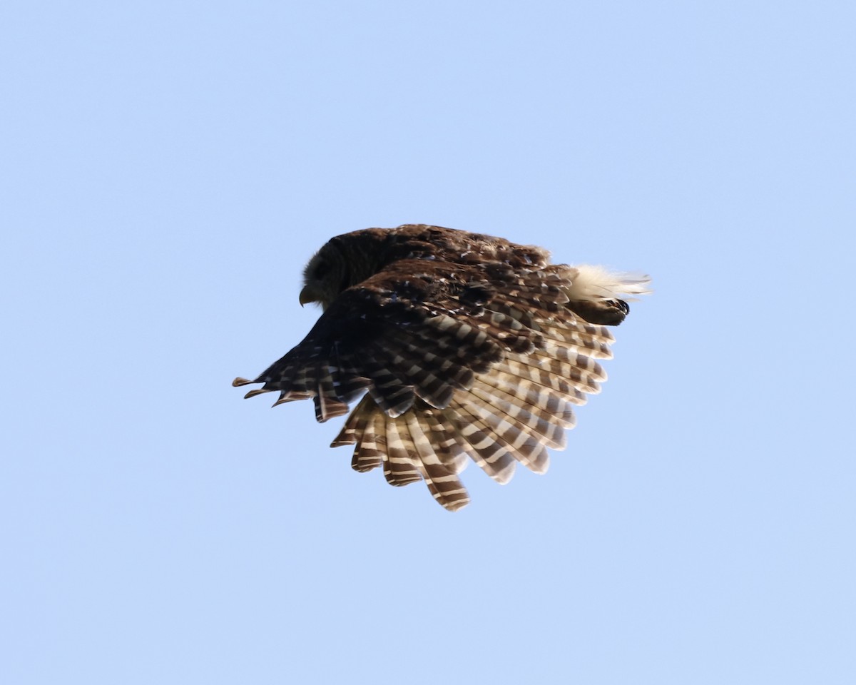 Barred Owl - ML338596621