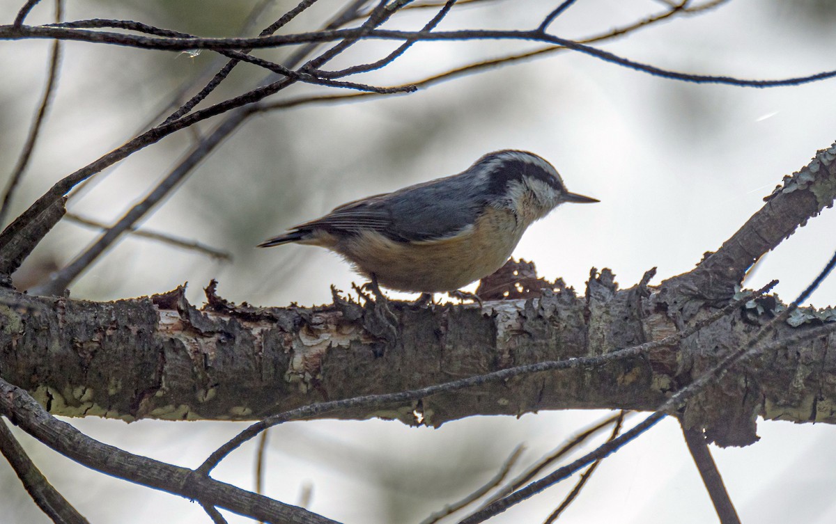 Red-breasted Nuthatch - ML338598971