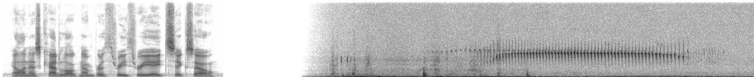 Sarımsı Madenci (jelskii/saturata) - ML33860
