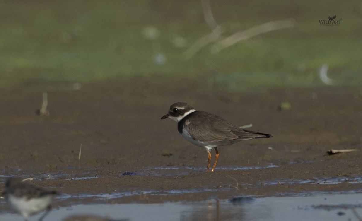 Common Ringed Plover - ML338600381