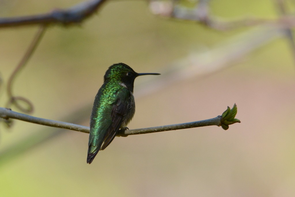 Colibri à gorge rubis - ML338603011