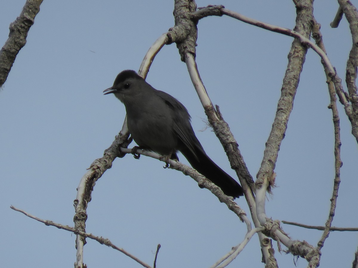 Gray Catbird - ML338604861