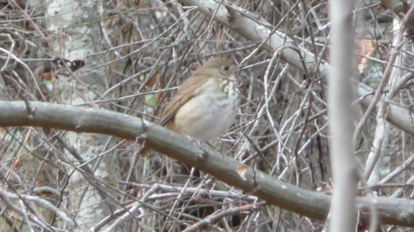 Hermit Thrush - ML33860611