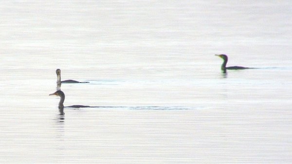 Double-crested Cormorant - ML33860771