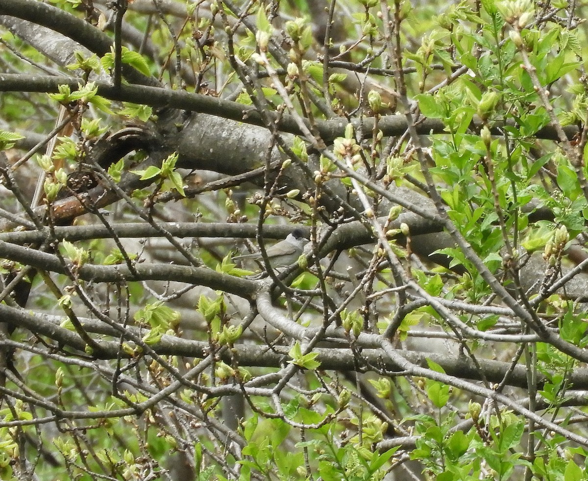 Eurasian Blackcap - Christian Rixen