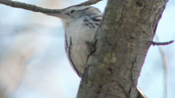 Black-and-white Warbler - ML33860831