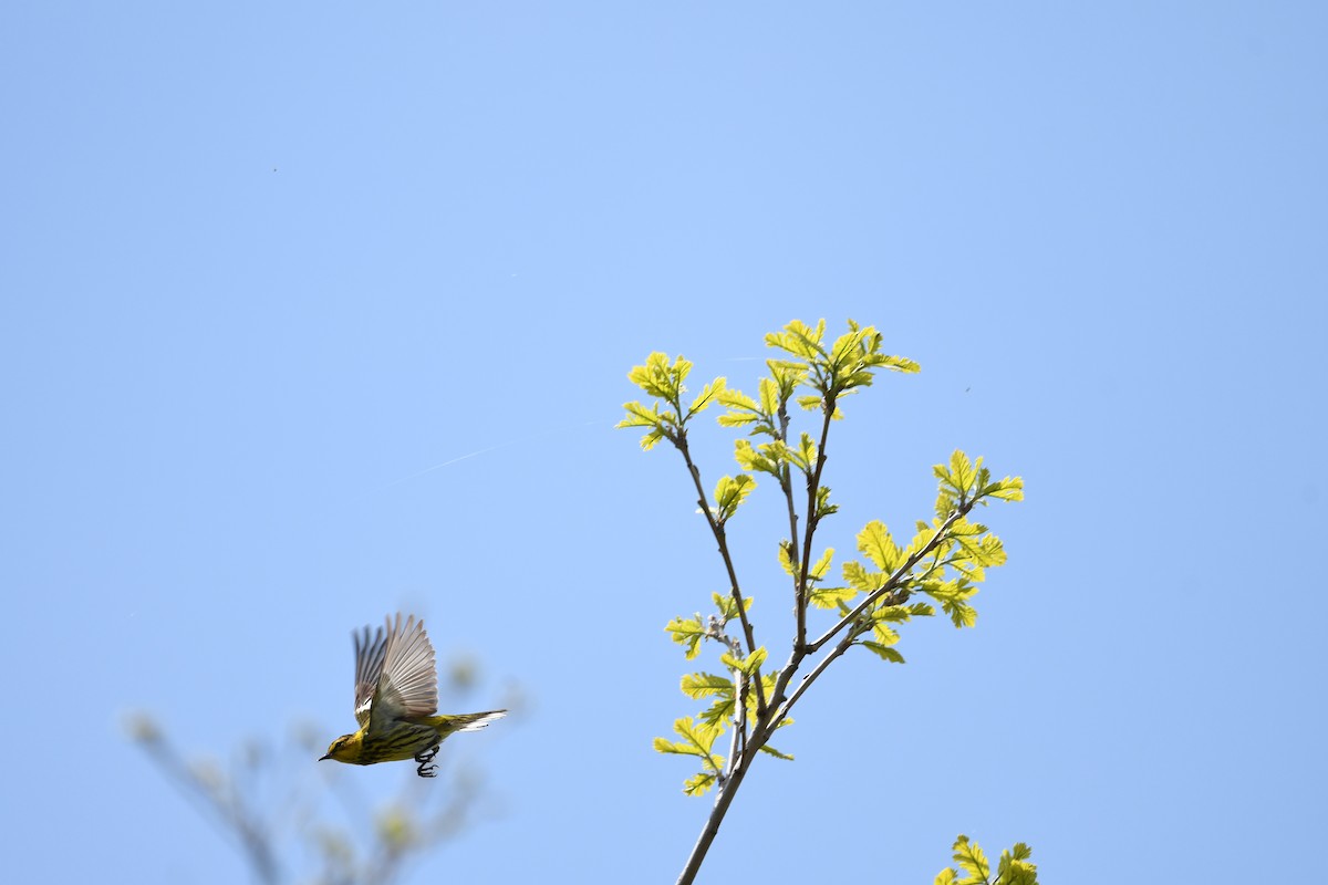 Cape May Warbler - Athena Gubbe