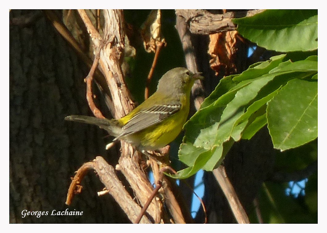 Magnolia Warbler - ML33860921