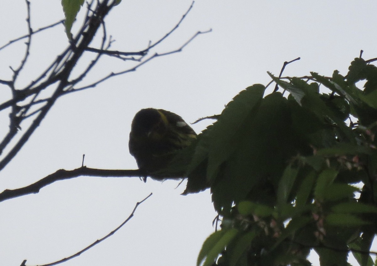 Paruline tigrée - ML338609691