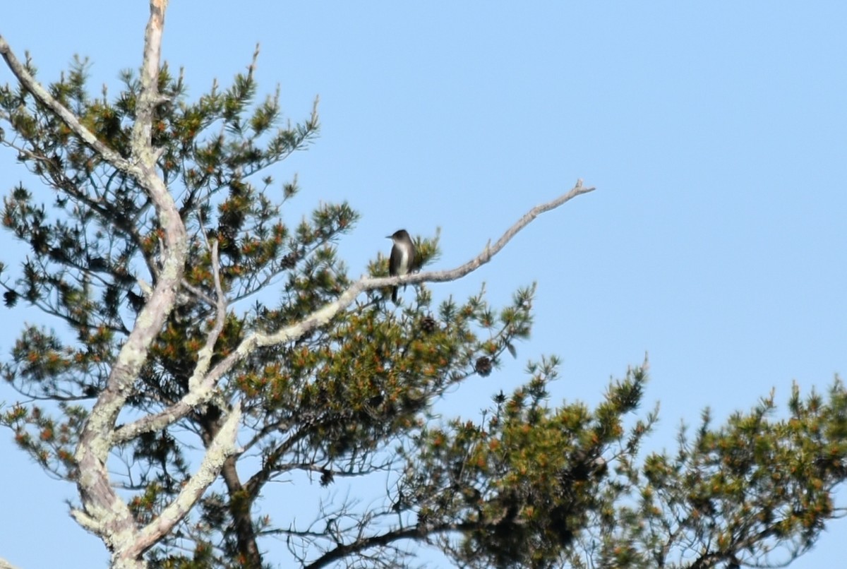 Olive-sided Flycatcher - ML338609701