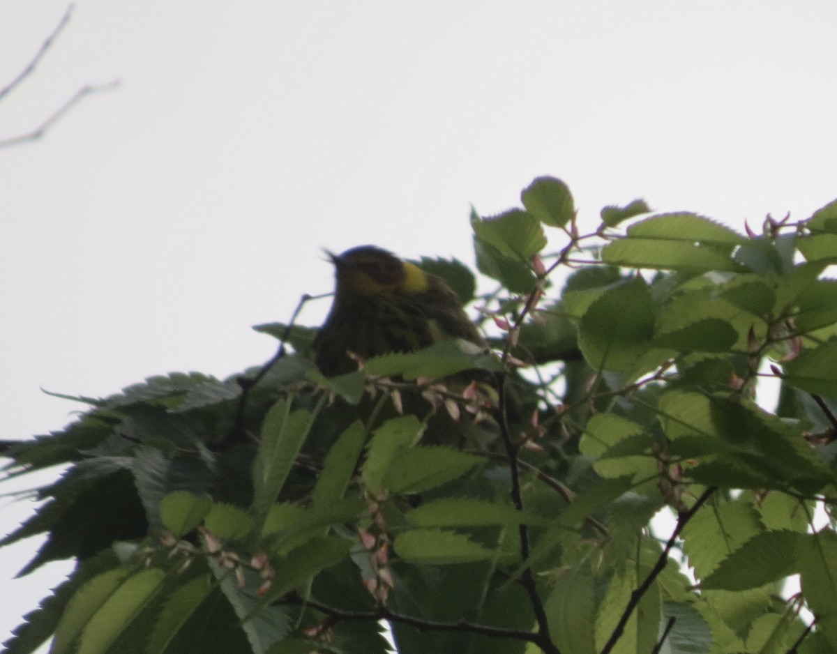 Cape May Warbler - ML338609711