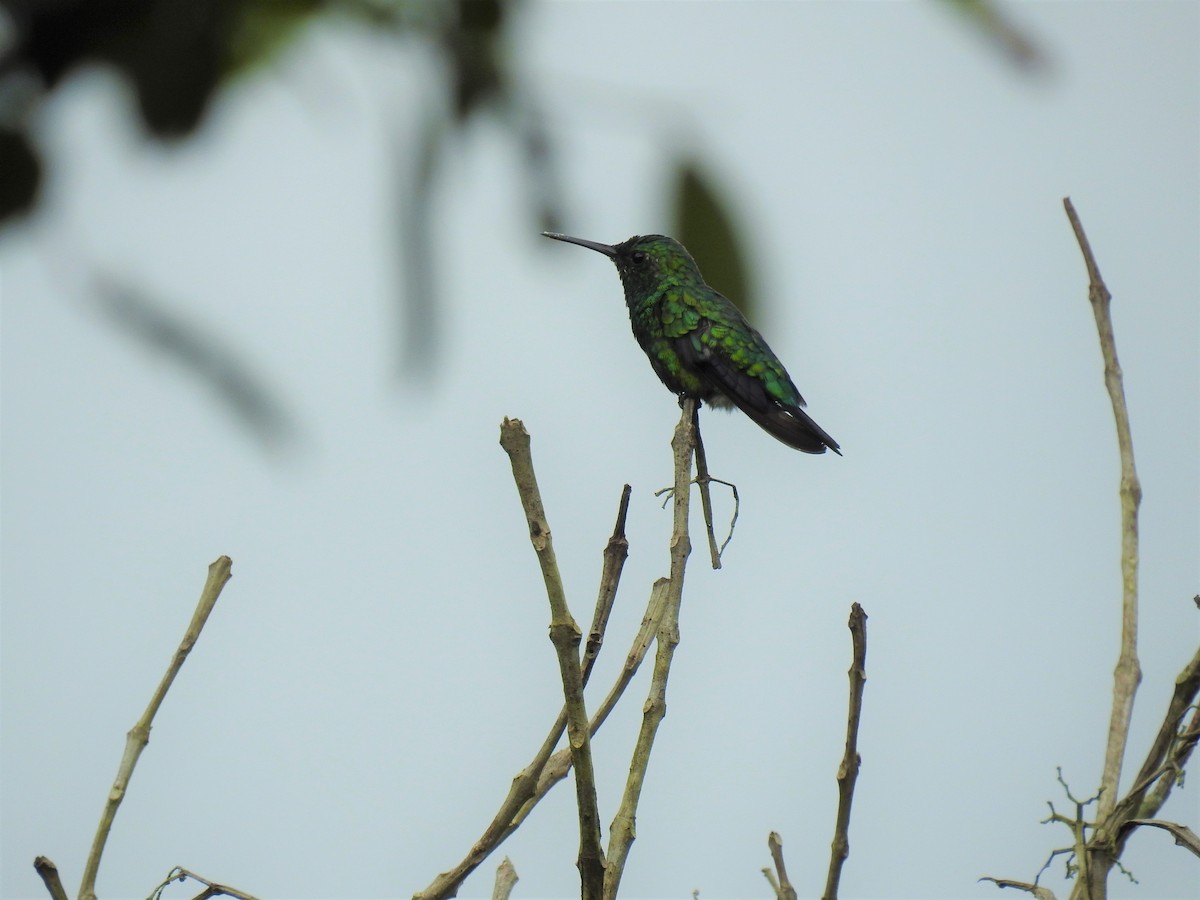 kolibřík modroocasý - ML338609811