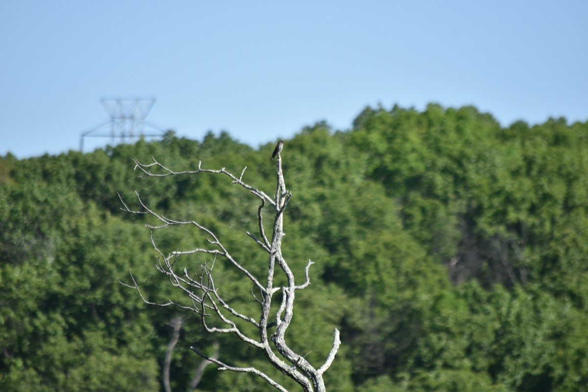 Olive-sided Flycatcher - ML338610251