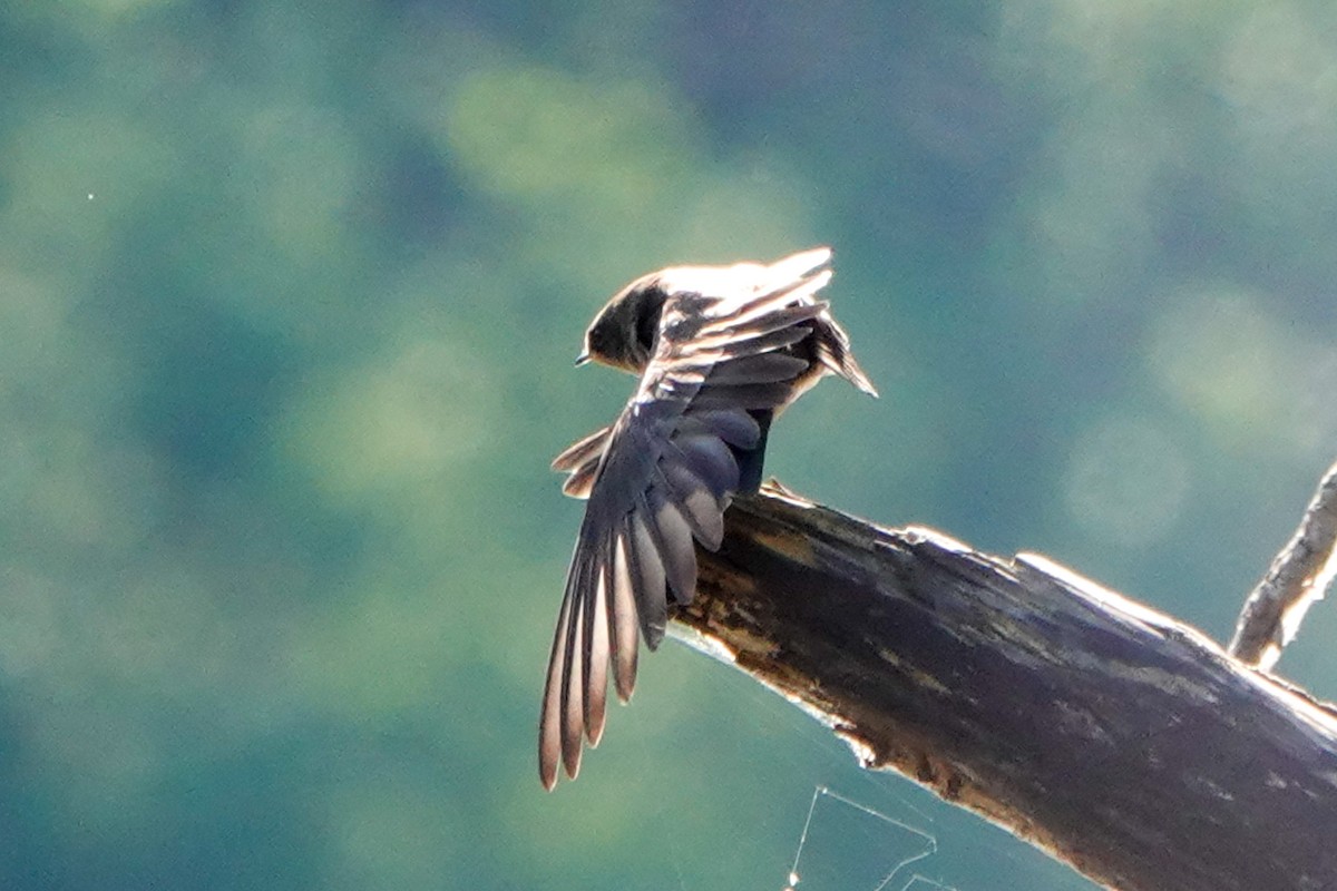 Hirondelle à ailes hérissées - ML338611461