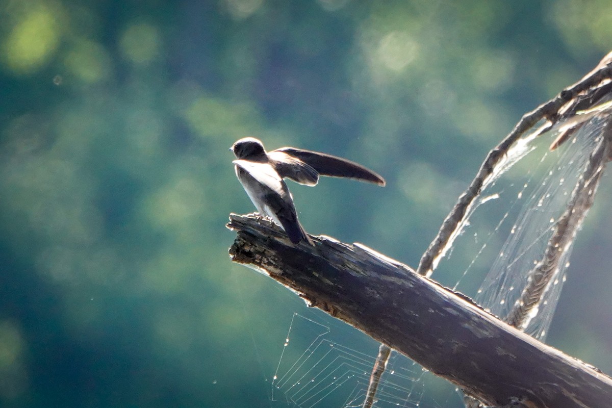 Northern Rough-winged Swallow - ML338611521