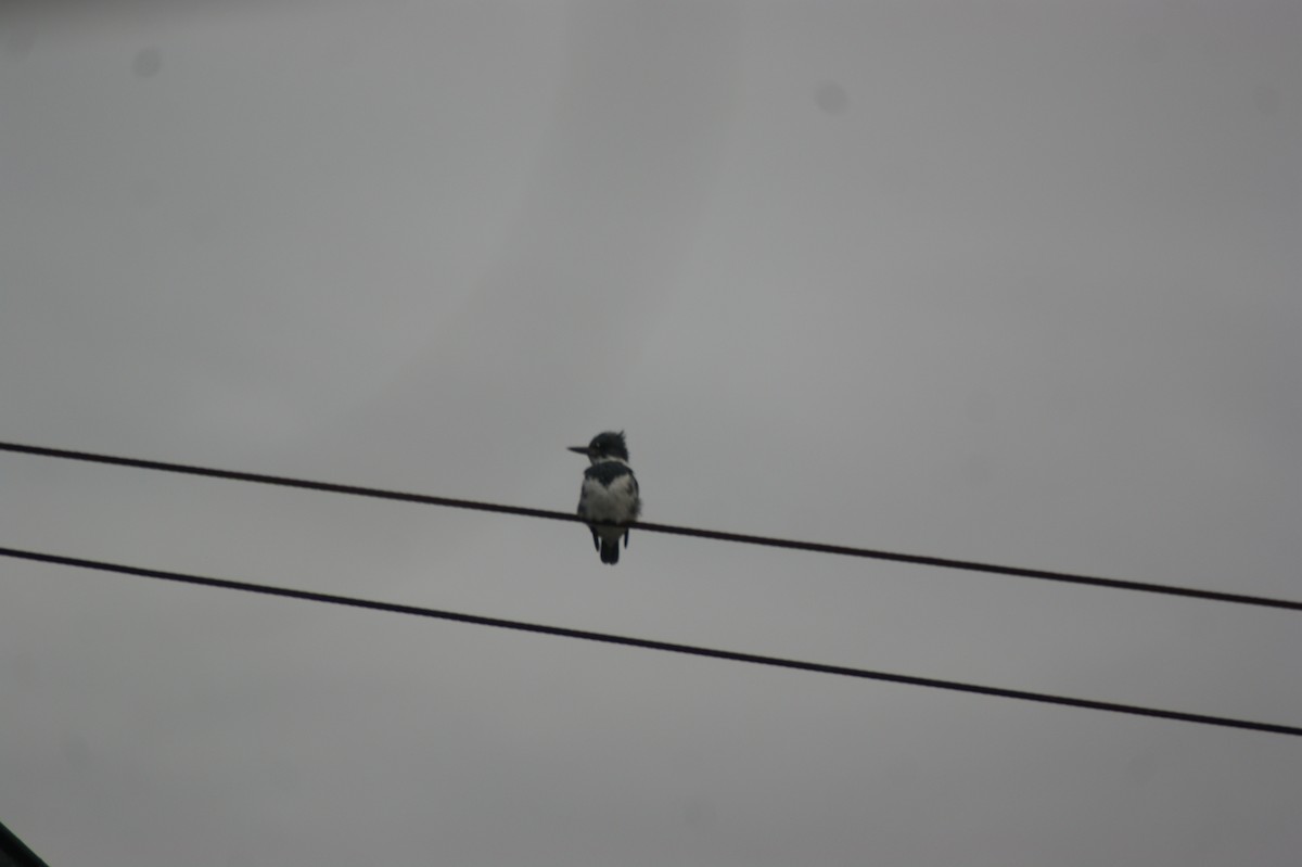 Belted Kingfisher - ML338612231