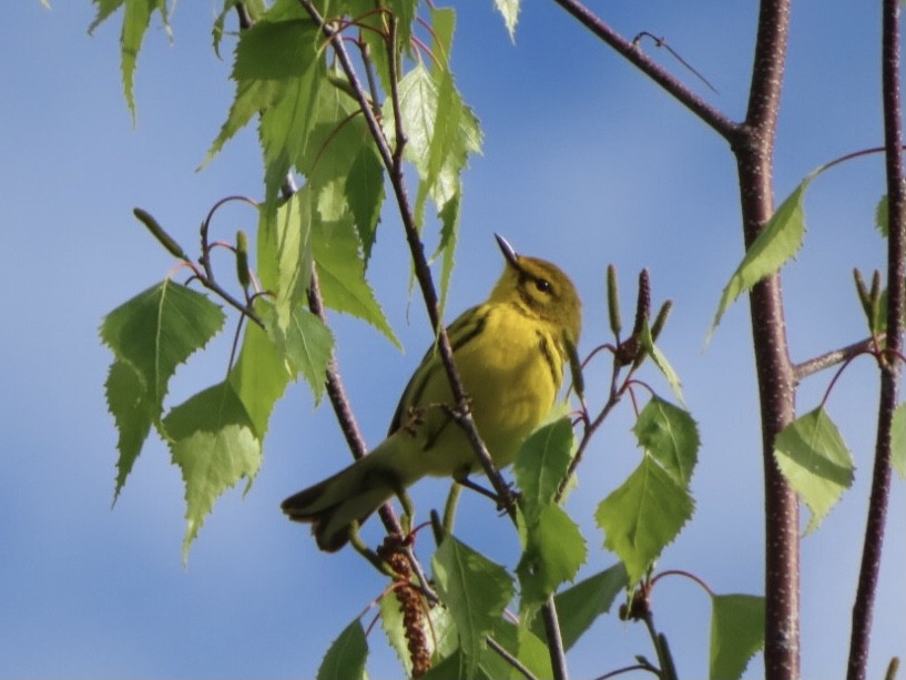 Prairie Warbler - Marcia Merithew