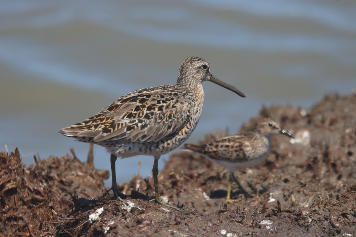 Short-billed Dowitcher - ML338613681