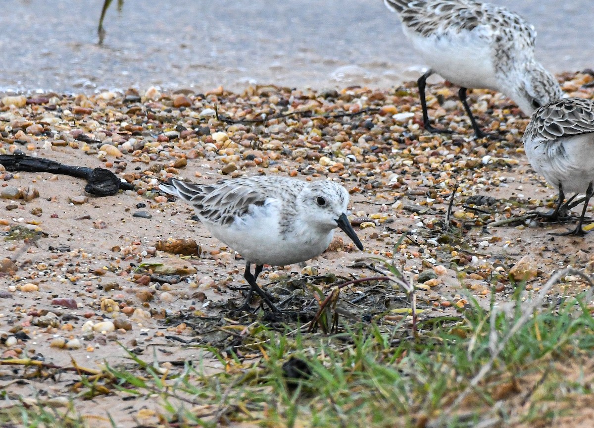 Bécasseau sanderling - ML338614201