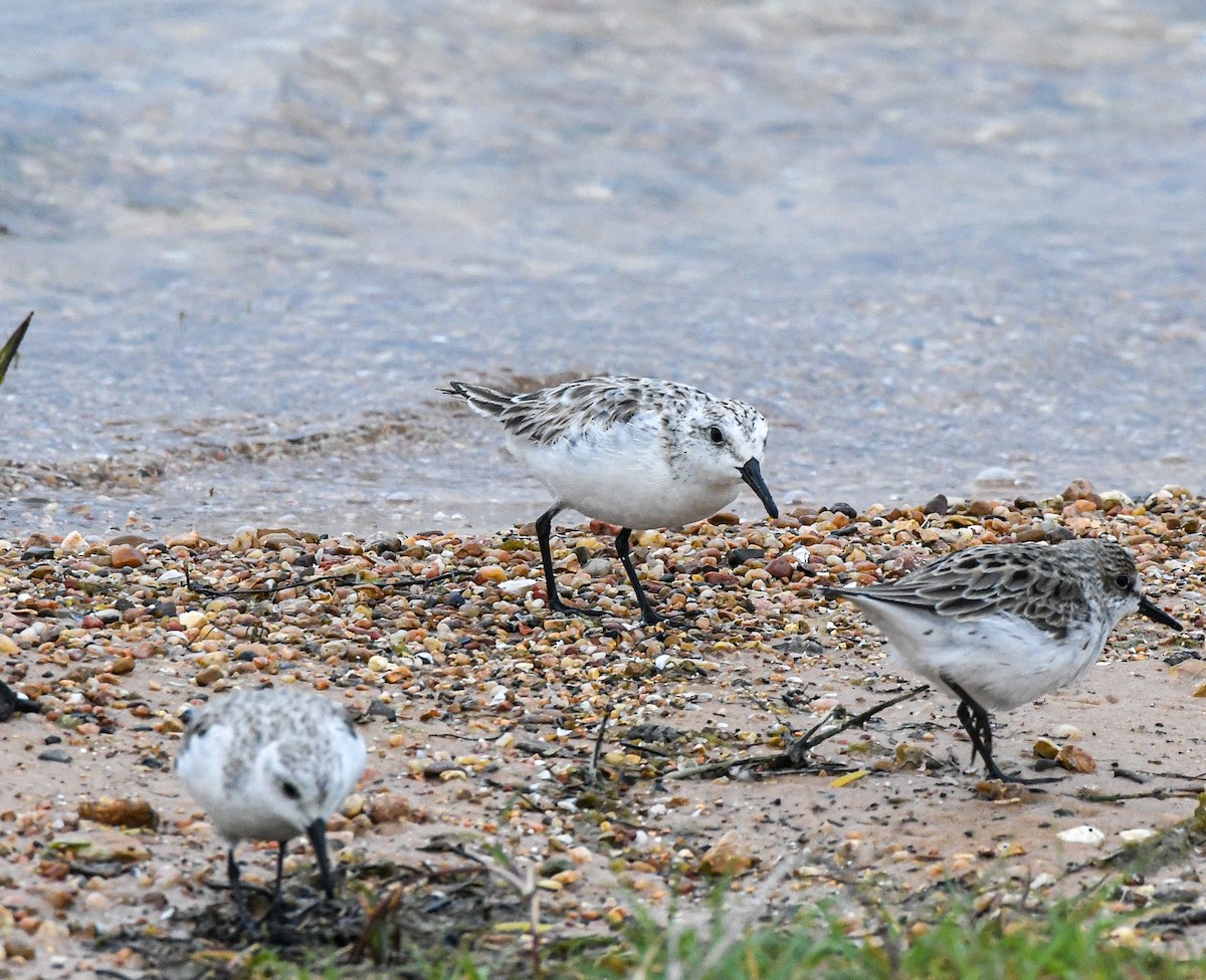 Bécasseau sanderling - ML338614301