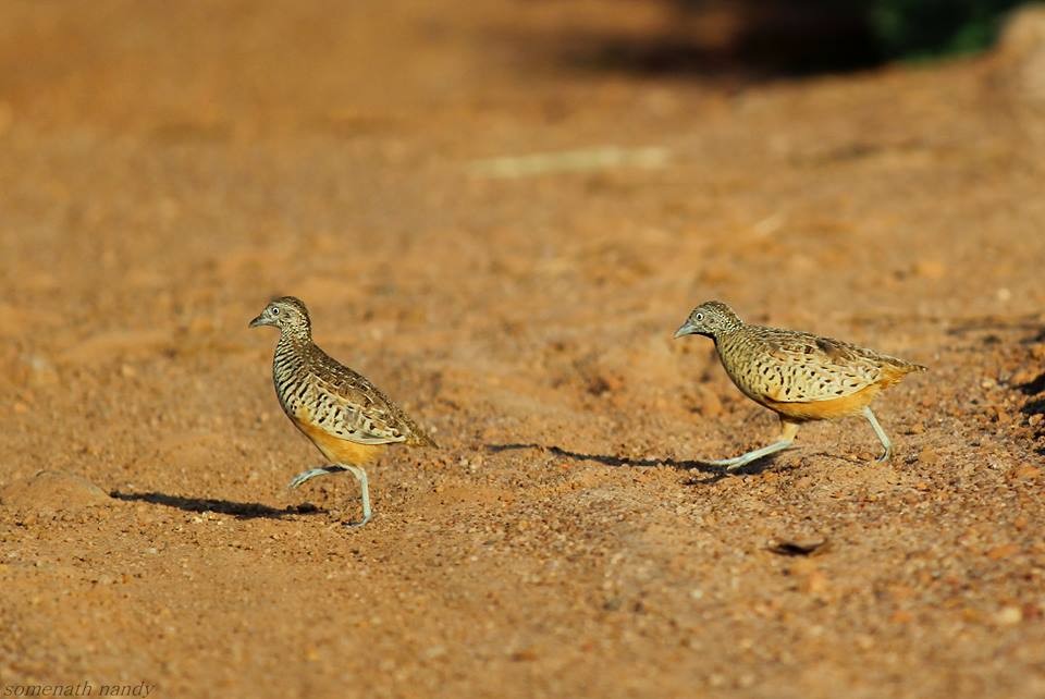 Barred Buttonquail - ML33861531