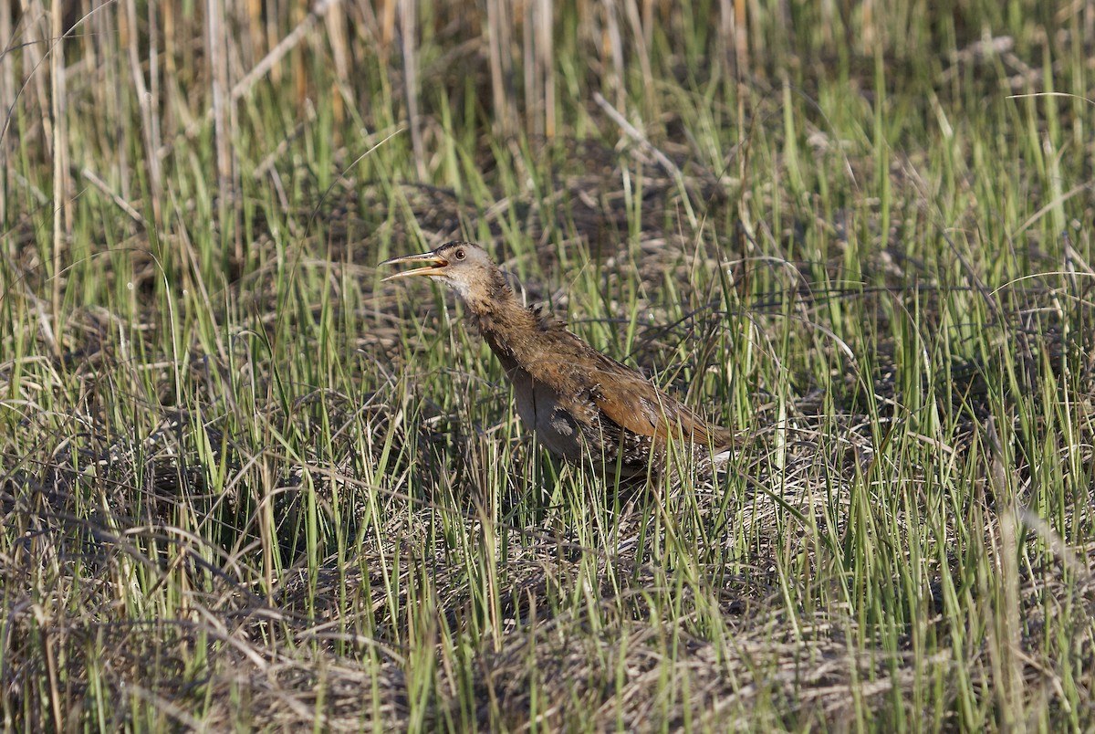 Clapper Rail - ML338615941