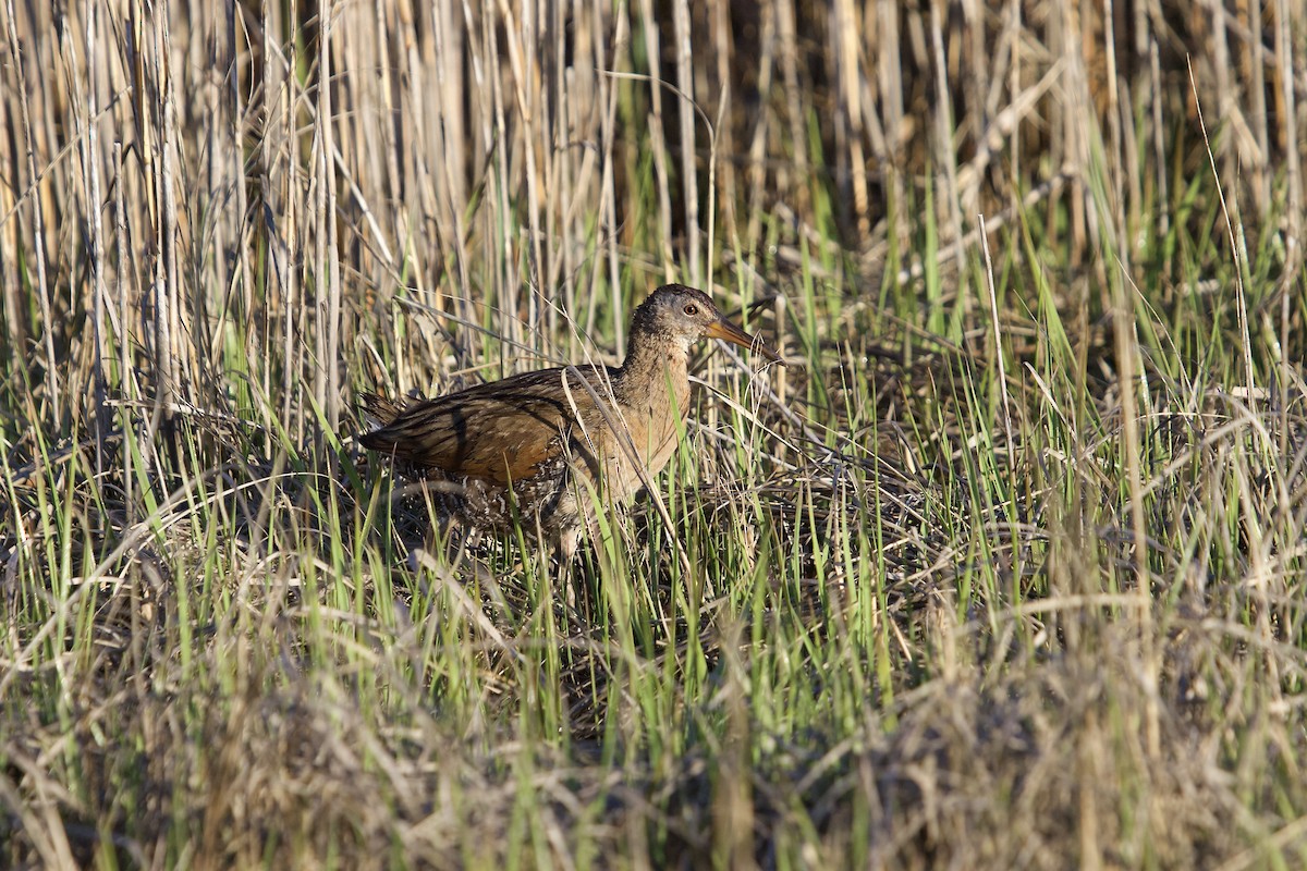 chřástal atlantický - ML338616261