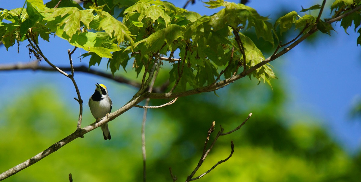 Golden-winged Warbler - ML338617771