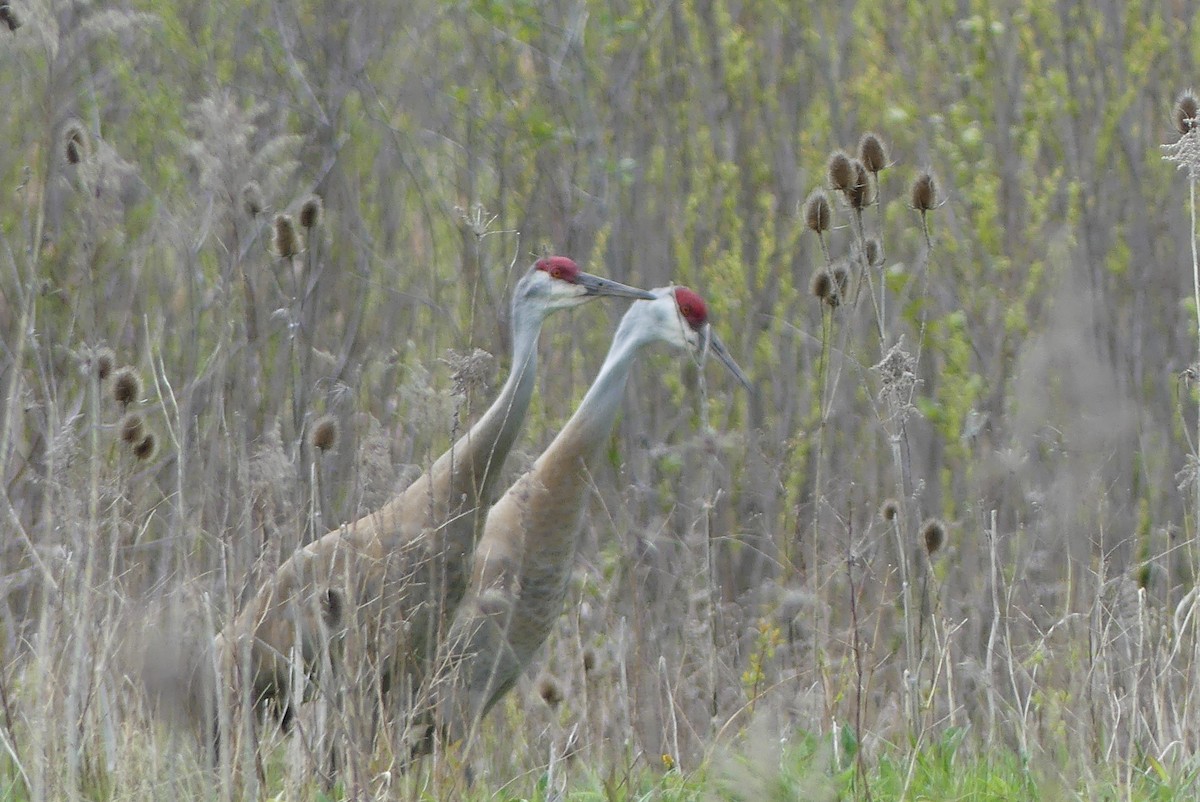 Sandhill Crane - ML338618401