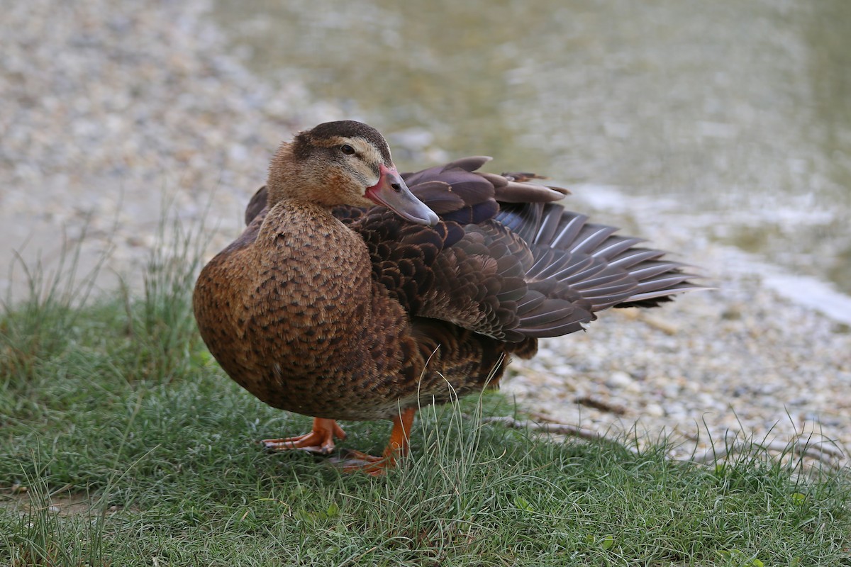 Muscovy Duck x Mallard (hybrid) - Christian H. Schulze