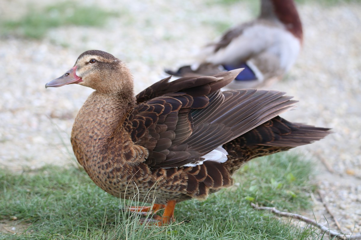 Muscovy Duck x Mallard (hybrid) - ML338619831