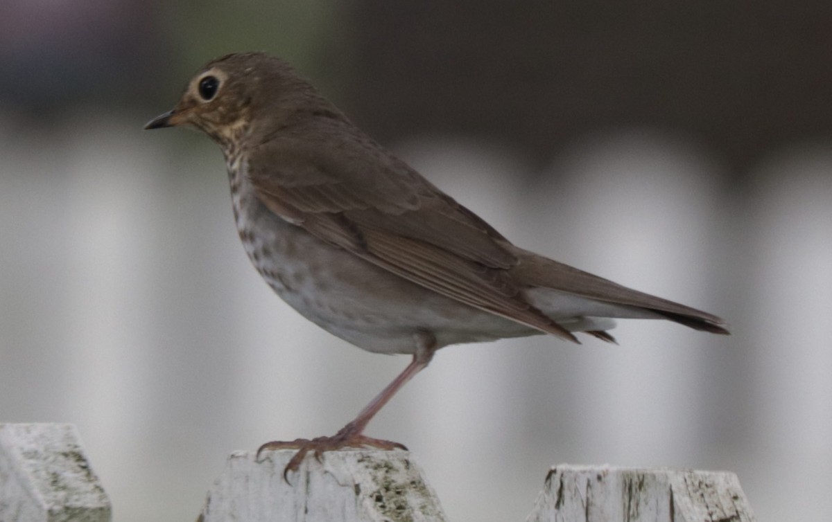 Swainson's Thrush - ML338621761