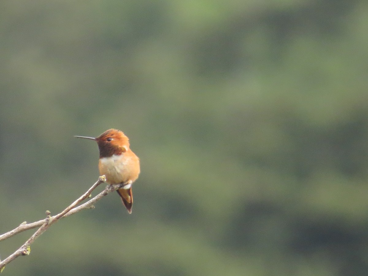 Rufous Hummingbird - ML338621931