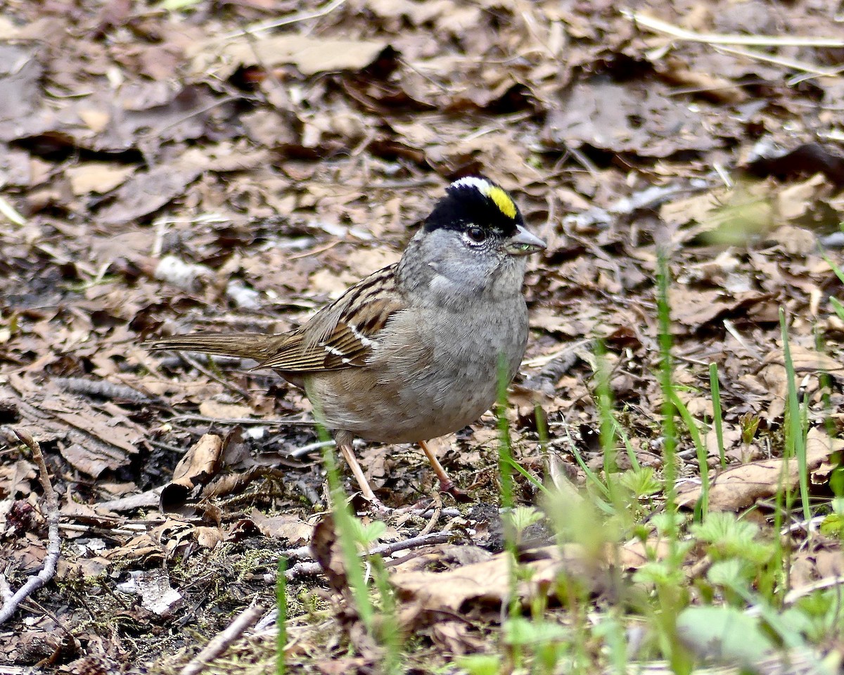 Golden-crowned Sparrow - ML338622901