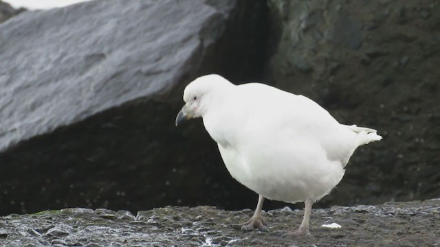 Snowy Sheathbill - ML338623491