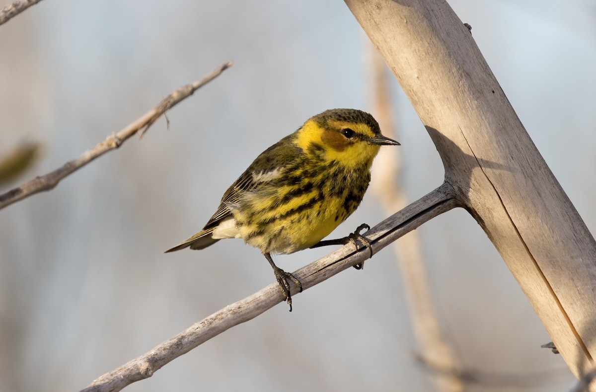 Cape May Warbler - Adam Vesely