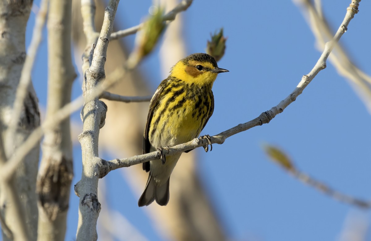 Cape May Warbler - Adam Vesely