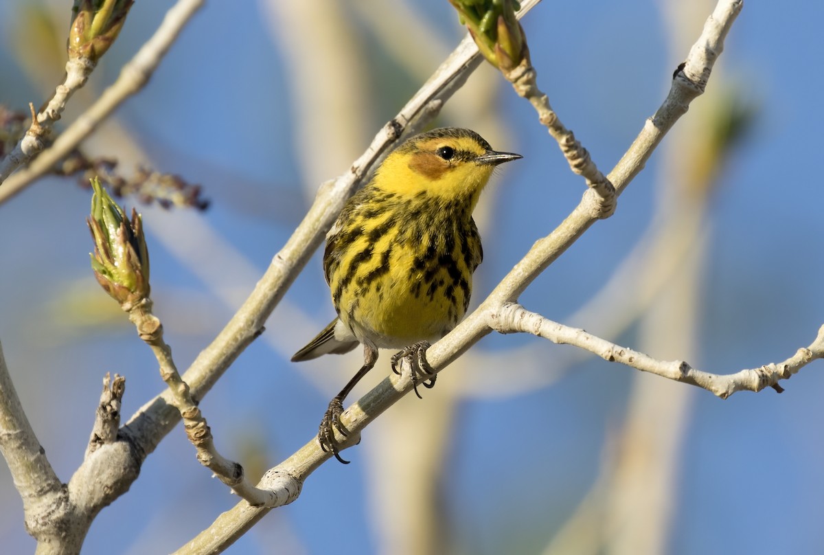 Cape May Warbler - Adam Vesely