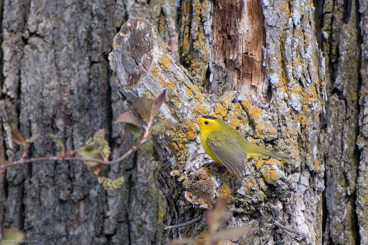 Wilson's Warbler - ML338630831