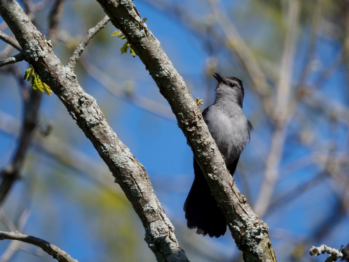 Gray Catbird - ML338631321
