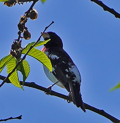 Rose-breasted Grosbeak - ML338631811