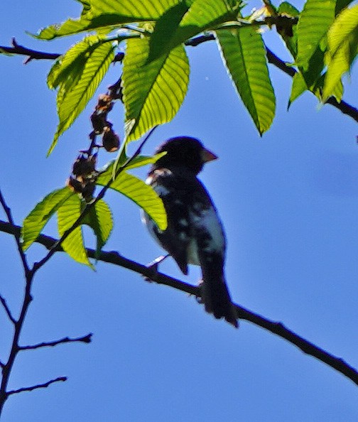 Rose-breasted Grosbeak - ML338631821