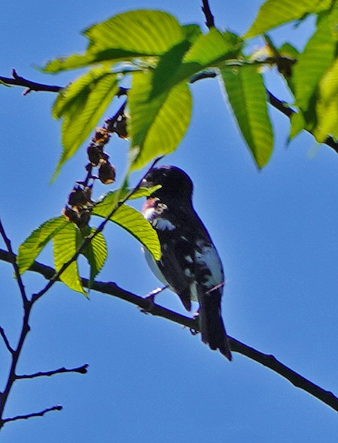 Rose-breasted Grosbeak - ML338631841