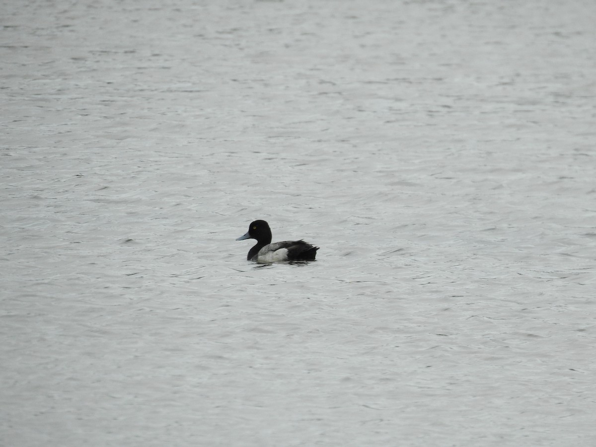 Lesser Scaup - ML338635161