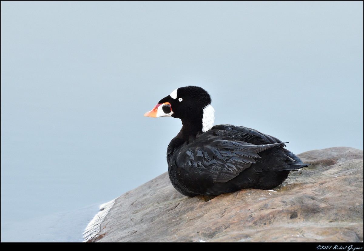 Surf Scoter - ML338636361